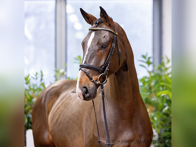 Hannoveriano Caballo castrado 6 años 170 cm Castaño in Verden