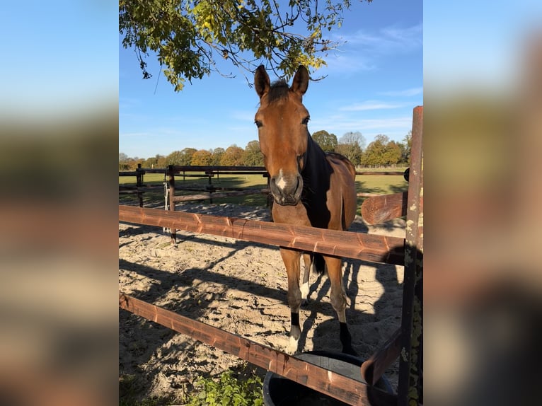 Hannoveriano Caballo castrado 6 años 170 cm Castaño in Pulheim
