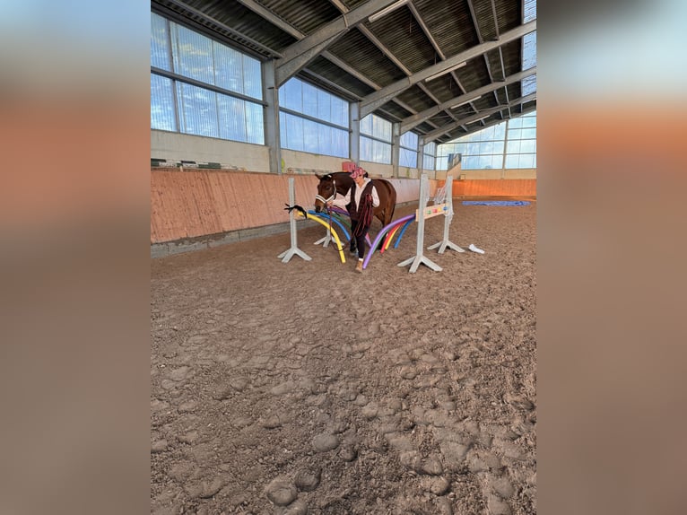 Hannoveriano Caballo castrado 6 años 170 cm Castaño in Pulheim