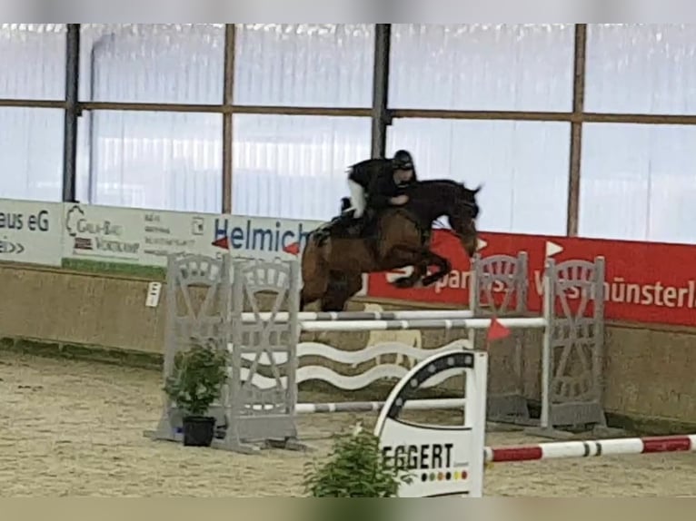 Hannoveriano Caballo castrado 6 años 170 cm Castaño in Beesten