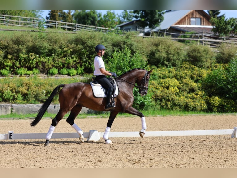 Hannoveriano Caballo castrado 6 años 170 cm Castaño oscuro in Haag am Hausruck