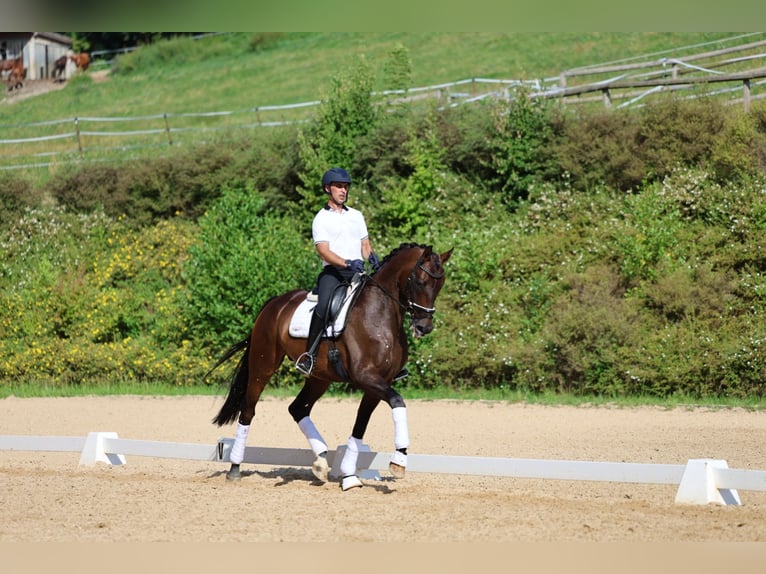 Hannoveriano Caballo castrado 6 años 170 cm Castaño oscuro in Haag am Hausruck