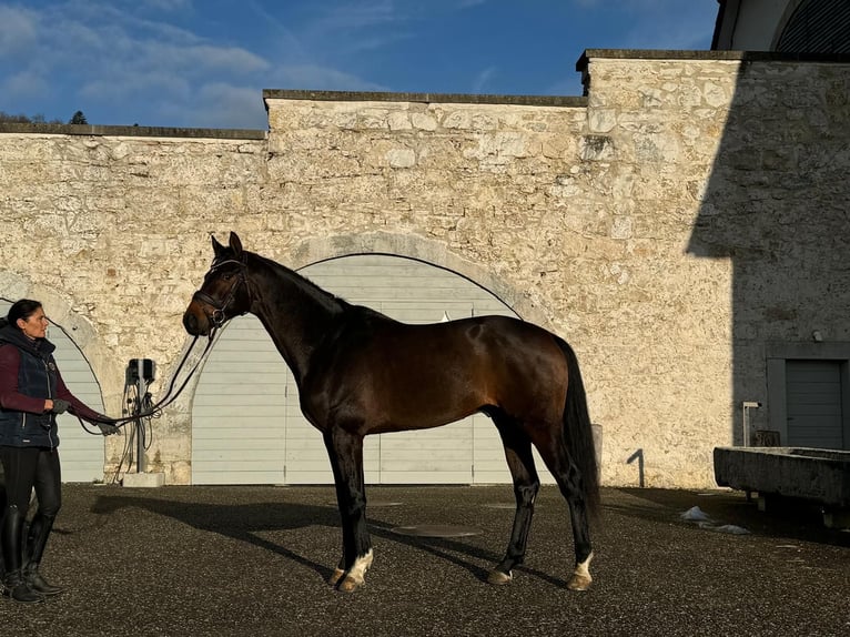 Hannoveriano Caballo castrado 6 años 170 cm Castaño oscuro in St. Imier