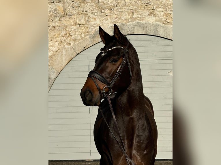 Hannoveriano Caballo castrado 6 años 170 cm Castaño oscuro in St. Imier