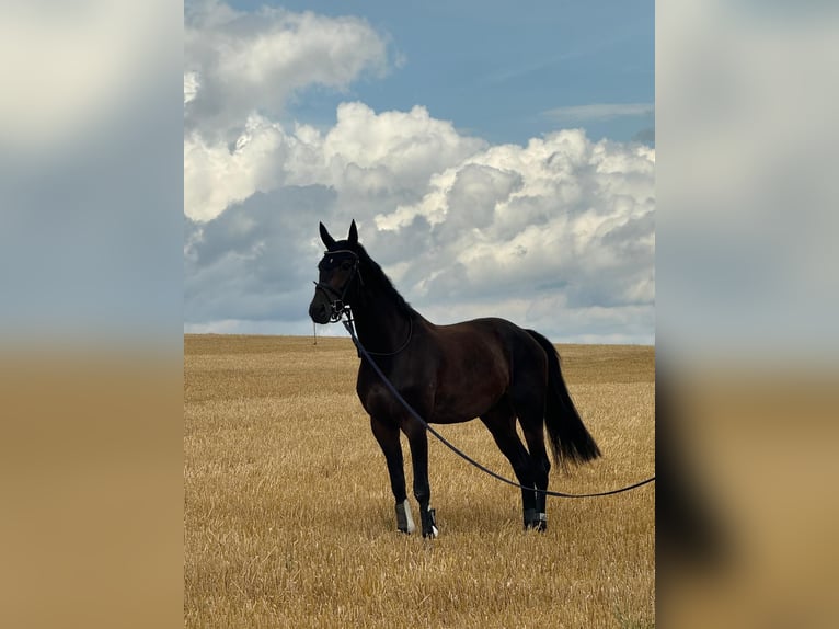 Hannoveriano Caballo castrado 6 años 170 cm Castaño oscuro in Kalenborn