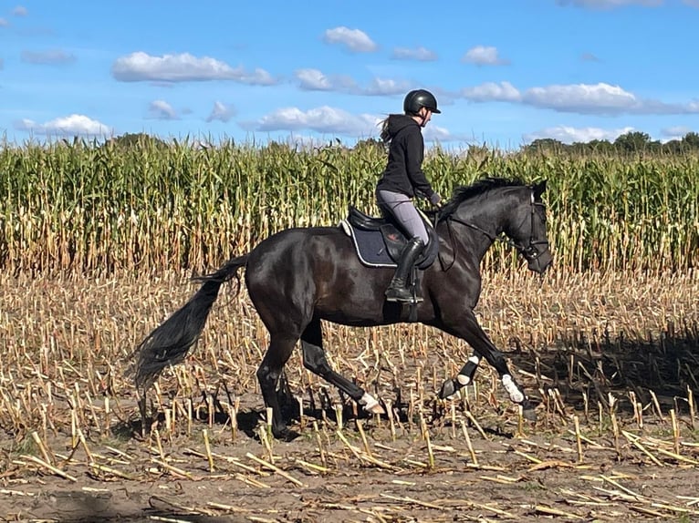 Hannoveriano Caballo castrado 6 años 170 cm Castaño oscuro in Bötersen