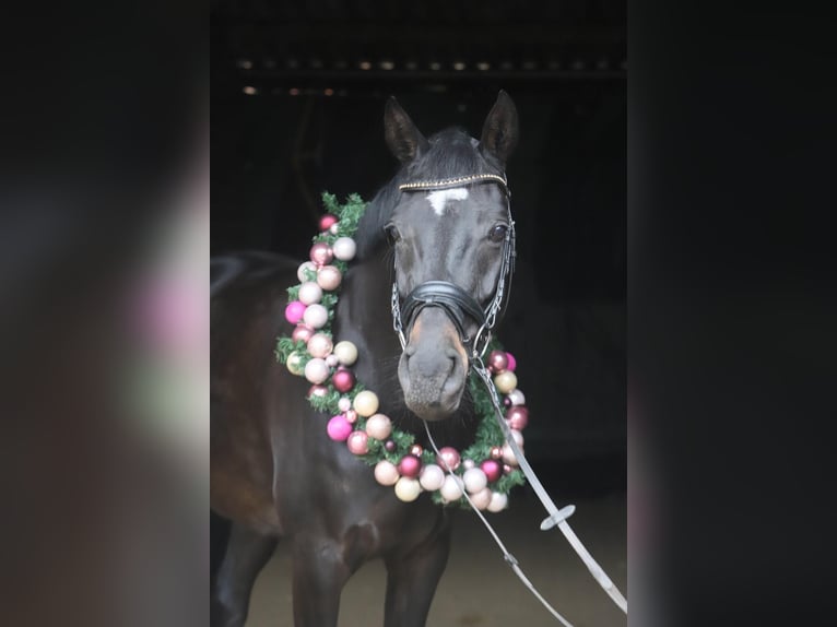 Hannoveriano Caballo castrado 6 años 170 cm Castaño oscuro in Bötersen