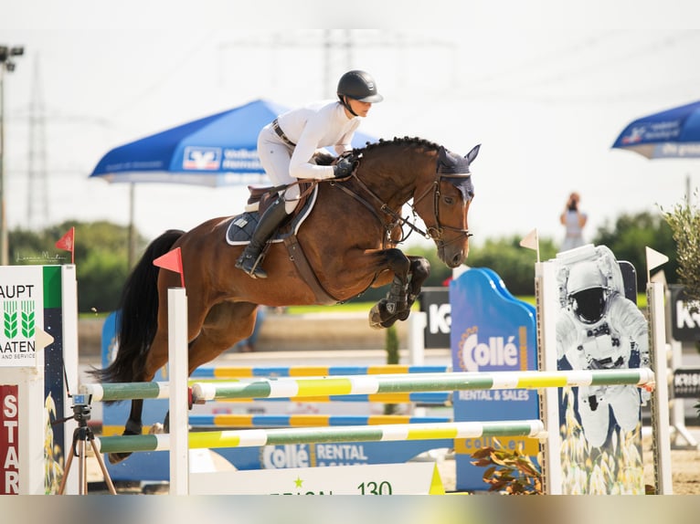 Hannoveriano Caballo castrado 6 años 170 cm Castaño oscuro in Nettetal