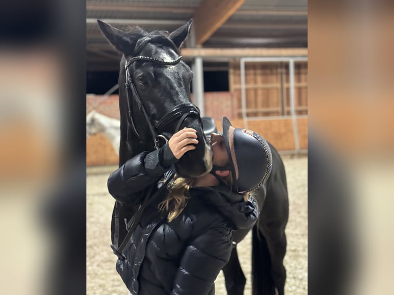 Hannoveriano Caballo castrado 6 años 170 cm Castaño oscuro in Sundern