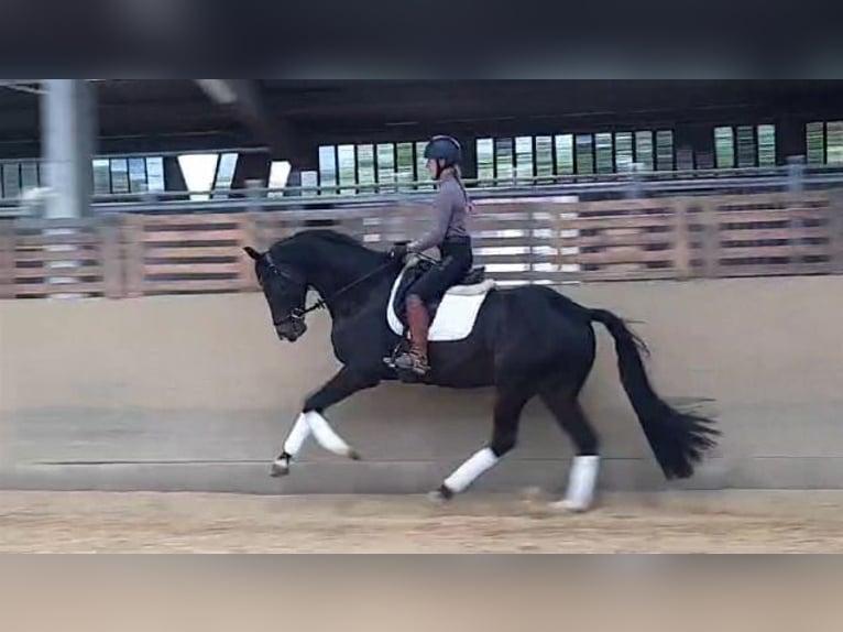 Hannoveriano Caballo castrado 6 años 170 cm Morcillo in Asbach (Westerwald)