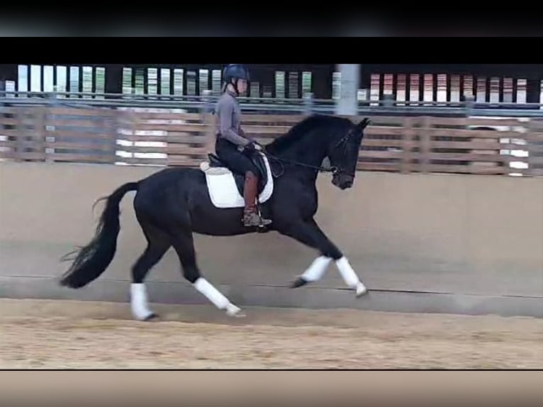 Hannoveriano Caballo castrado 6 años 170 cm Morcillo in Asbach (Westerwald)