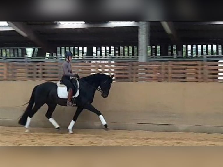 Hannoveriano Caballo castrado 6 años 170 cm Morcillo in Asbach (Westerwald)