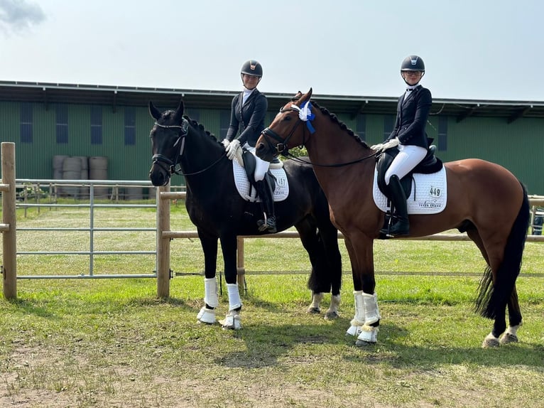 Hannoveriano Caballo castrado 6 años 170 cm Morcillo in Hamburg