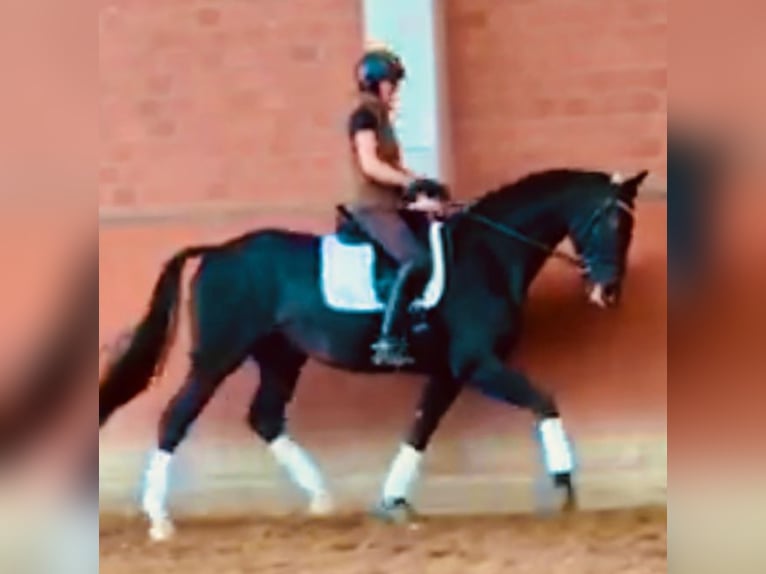 Hannoveriano Caballo castrado 6 años 170 cm Morcillo in Wentorf bei Hamburg