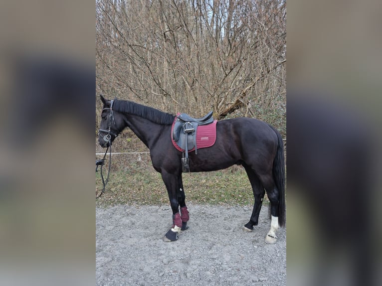 Hannoveriano Caballo castrado 6 años 170 cm Negro in Baienfurt