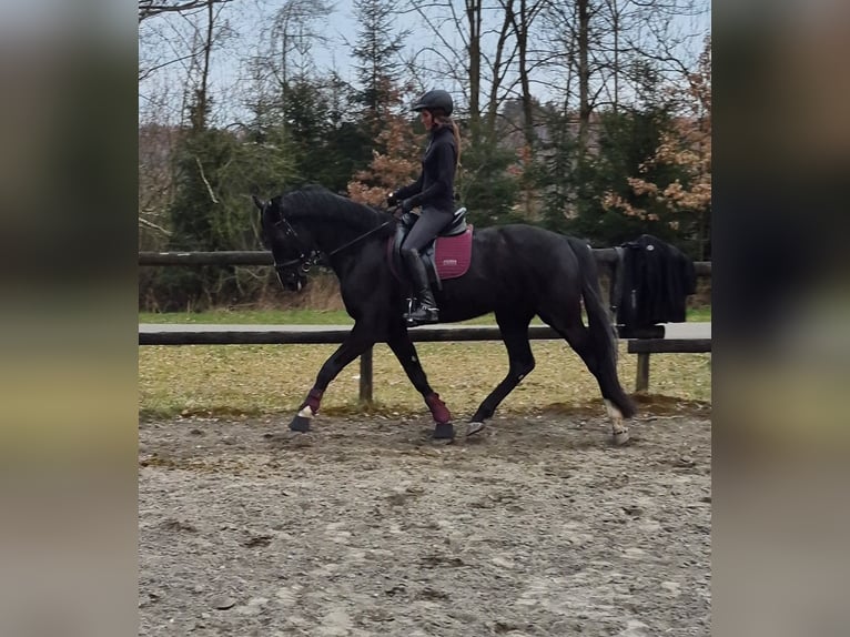Hannoveriano Caballo castrado 6 años 170 cm Negro in Baienfurt