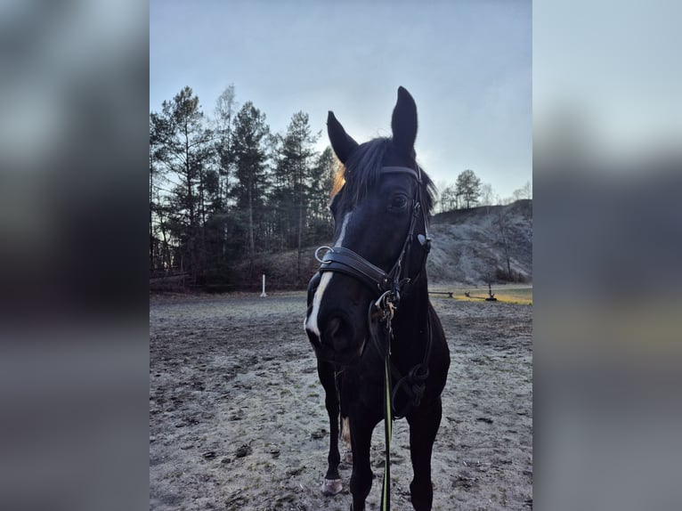 Hannoveriano Caballo castrado 6 años 170 cm Negro in Baienfurt