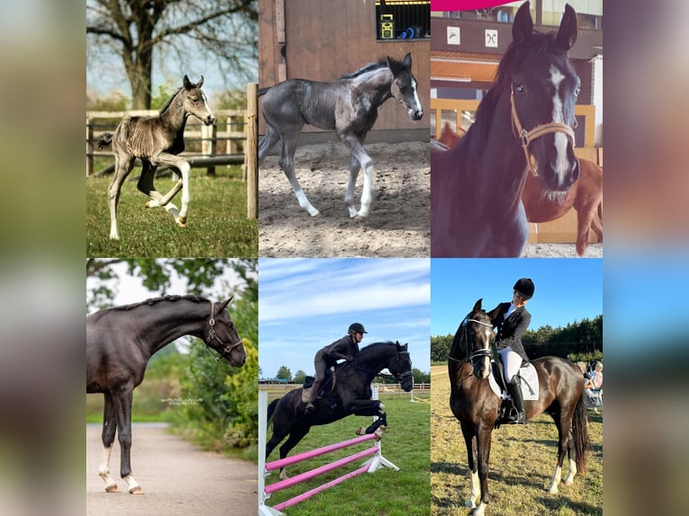 Hannoveriano Caballo castrado 6 años 170 cm Negro in Br&#xF6;then