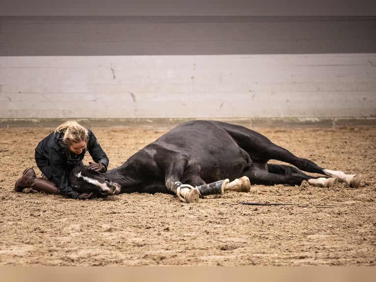 Hannoveriano Caballo castrado 6 años 170 cm Negro in Br&#xF6;then