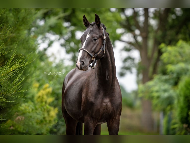 Hannoveriano Caballo castrado 6 años 170 cm Negro in Br&#xF6;then