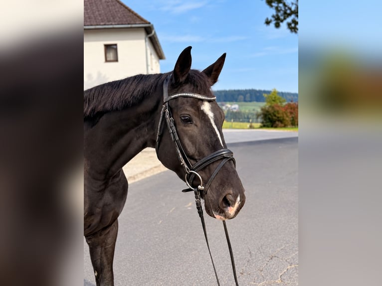 Hannoveriano Caballo castrado 6 años 170 cm Negro in Davidschlag