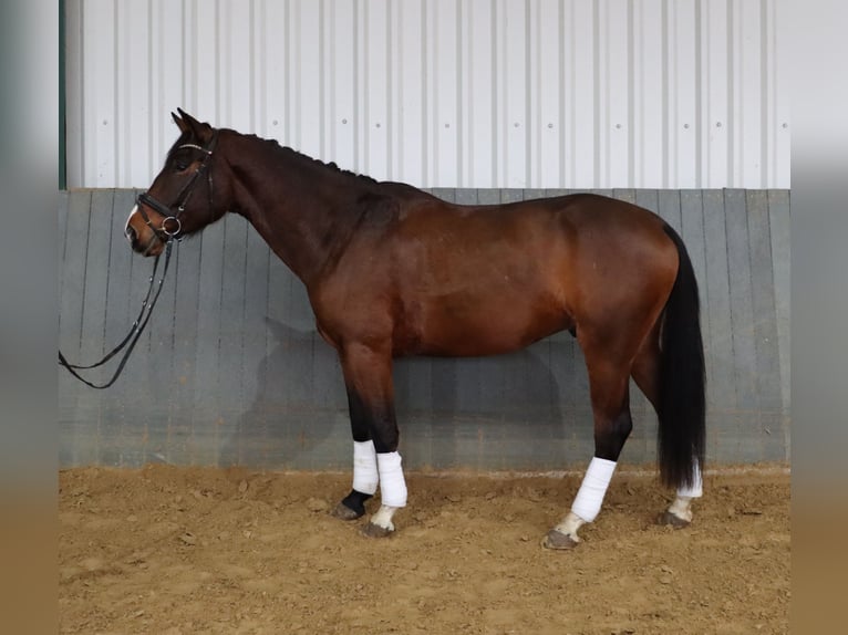 Hannoveriano Caballo castrado 6 años 171 cm Castaño in Burscheid