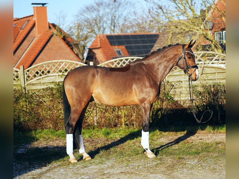 Hannoveriano Caballo castrado 6 años 171 cm Castaño in Hohenfelde