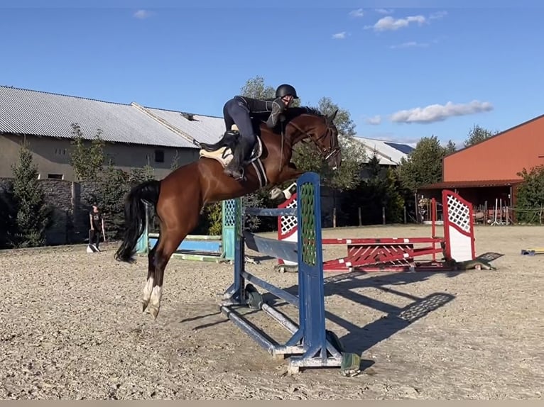 Hannoveriano Caballo castrado 6 años 171 cm Castaño in Paruszka