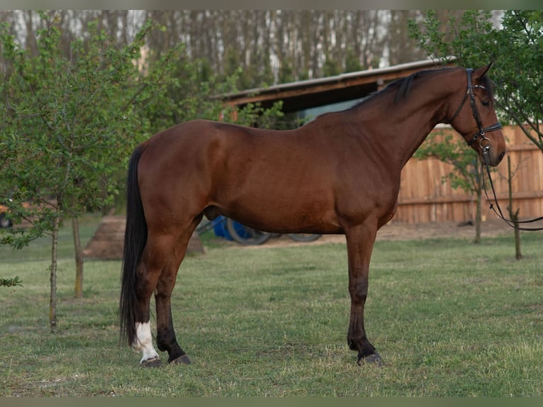 Hannoveriano Caballo castrado 6 años 171 cm Castaño claro in Szatymaz