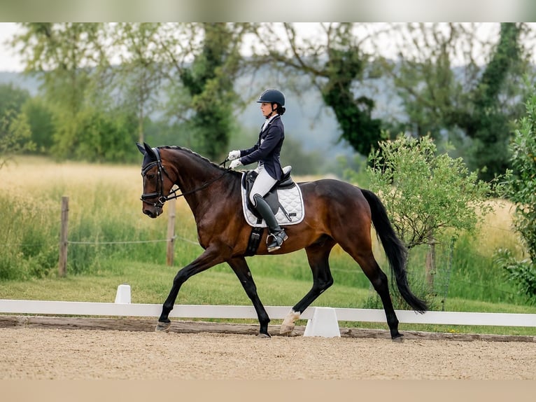 Hannoveriano Caballo castrado 6 años 171 cm Castaño oscuro in Stegersbach