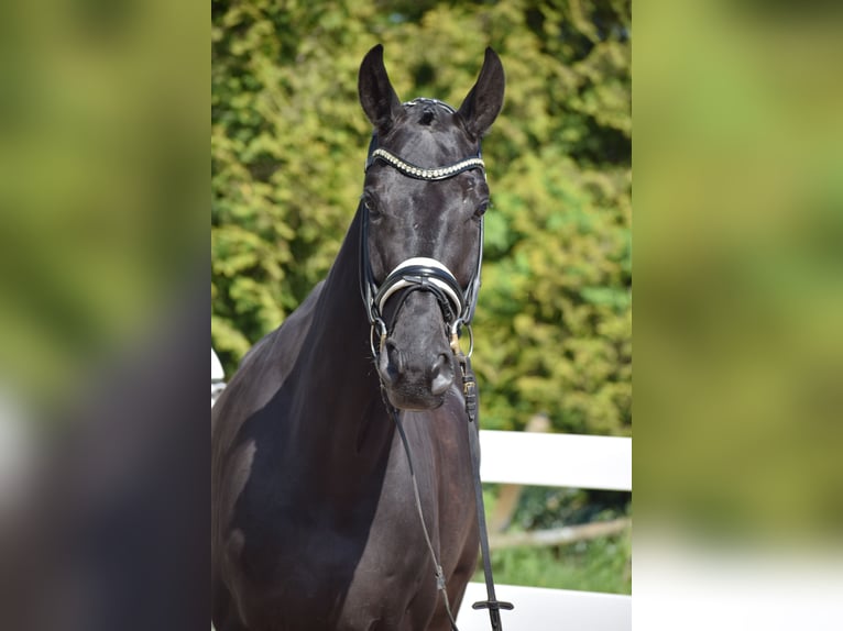 Hannoveriano Caballo castrado 6 años 171 cm Negro in Dätgen