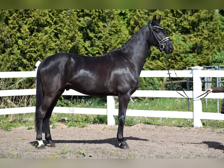Hannoveriano Caballo castrado 6 años 171 cm Negro in Dätgen