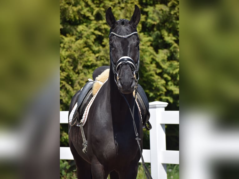 Hannoveriano Caballo castrado 6 años 171 cm Negro in Dätgen