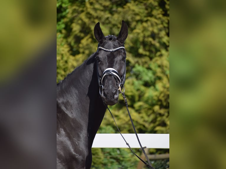 Hannoveriano Caballo castrado 6 años 171 cm Negro in Dätgen