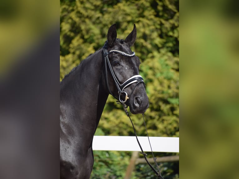 Hannoveriano Caballo castrado 6 años 171 cm Negro in Dätgen