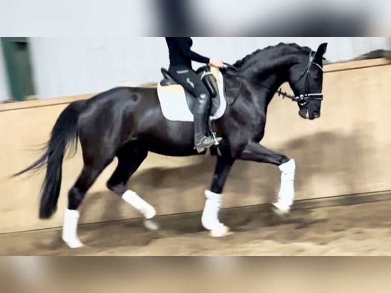 Hannoveriano Caballo castrado 6 años 171 cm Negro in D&#xE4;tgen