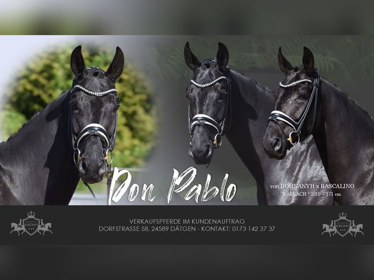 Hannoveriano Caballo castrado 6 años 171 cm Negro in Dätgen