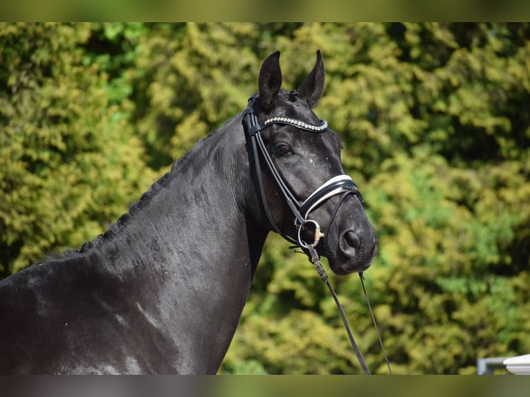Hannoveriano Caballo castrado 6 años 171 cm Negro in Dätgen