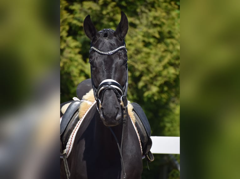 Hannoveriano Caballo castrado 6 años 171 cm Negro in Dätgen