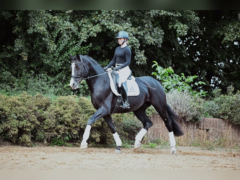 Hannoveriano Caballo castrado 6 años 171 cm Negro in Riedstadt