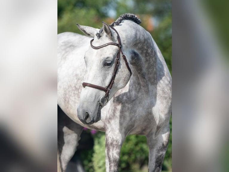 Hannoveriano Caballo castrado 6 años 171 cm Tordo in Bladel