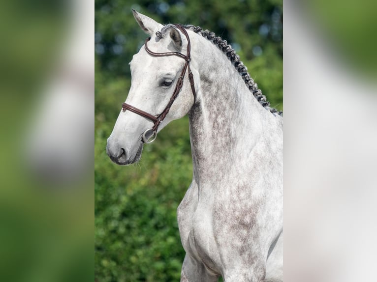 Hannoveriano Caballo castrado 6 años 171 cm Tordo in Bladel