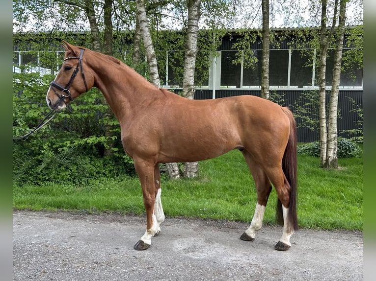 Hannoveriano Caballo castrado 6 años 172 cm Alazán in Cuxhaven