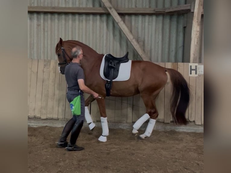Hannoveriano Caballo castrado 6 años 172 cm Alazán in Freiburg im Breisgau