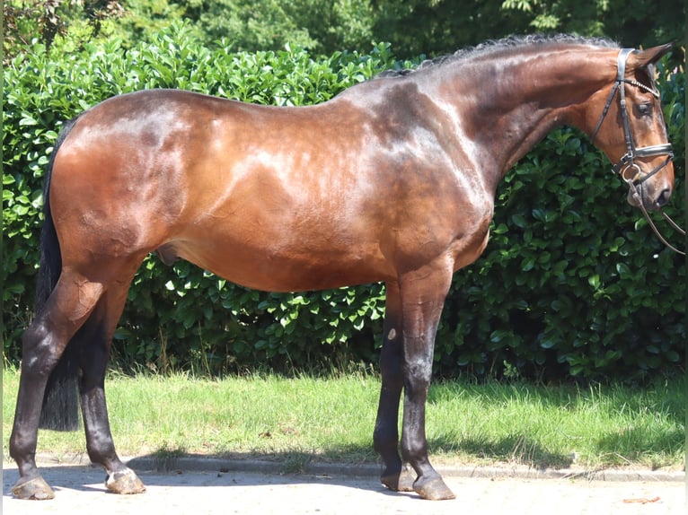Hannoveriano Caballo castrado 6 años 172 cm Castaño in Selsingen