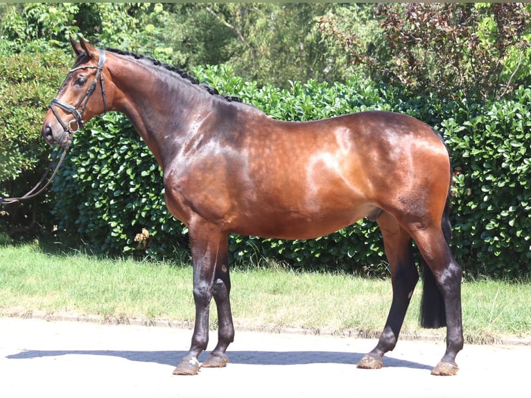 Hannoveriano Caballo castrado 6 años 172 cm Castaño in Selsingen
