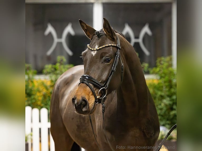 Hannoveriano Caballo castrado 6 años 172 cm Castaño in Verden
