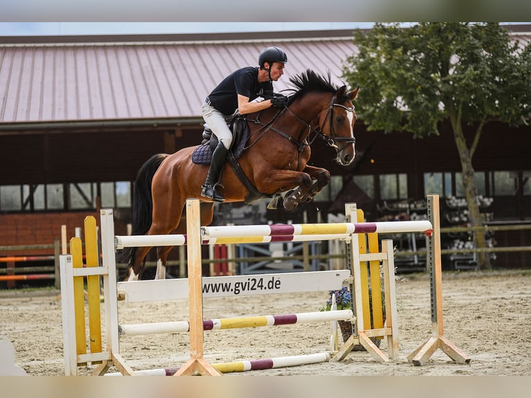 Hannoveriano Caballo castrado 6 años 172 cm Castaño in Riedstadt