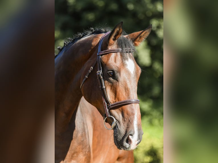 Hannoveriano Caballo castrado 6 años 172 cm Castaño in Riedstadt