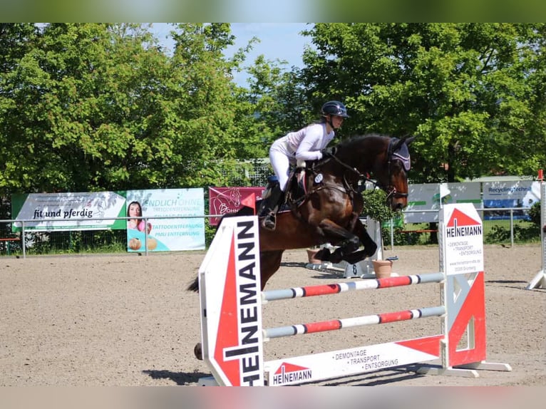 Hannoveriano Caballo castrado 6 años 172 cm Castaño in Wächtersbach